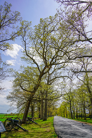 rvsd_DSC1753 copy