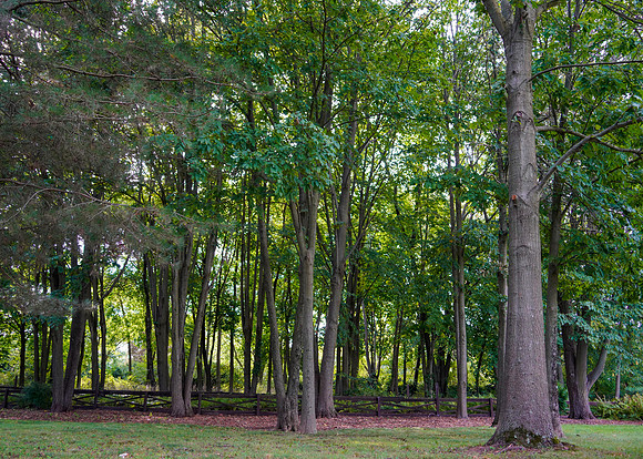 rvsd_DSC8375
